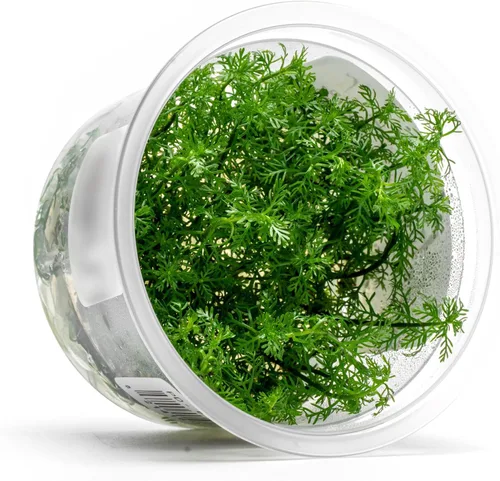 Miniatura 42 de Planta viva SubstrateSource - Hierba enana Eleocharis Belem cultivada en tejidos acuáticos para acuario - 100% libre de caracoles en copa in vitro