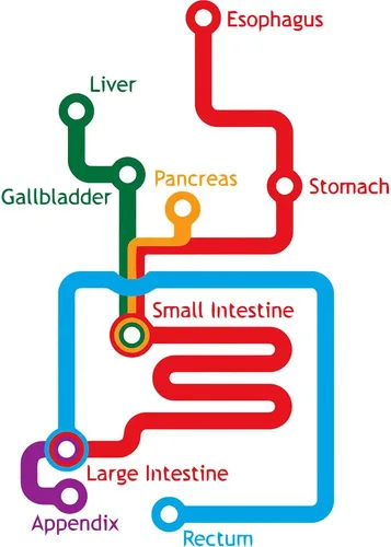 Miniatura 2 de CafePress Gastrointestinal Subway Map Mug 11 oz (325 ml) Ceramic Coffee Mug
