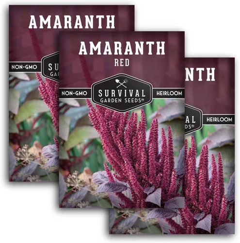 Survival Garden Seeds - 3 paquetes de semillas de amaranto rojo para plantar con instrucciones para cultivar plantas gigantes con flores de borgoña