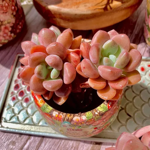 Miniatura 12 de xPachyveria Elaine - Kit de suculentas – con maceta de plástico, planta viva en racimo de 2 pulgadas, suelo comprimido y guía, para escritorio