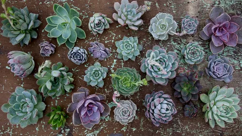 Miniatura 5 de Espoma Mezcla de tierra orgánica para macetas, suelo natural y orgánico para cactus, suculentas, palmeras y cítricos cultivados en contenedores