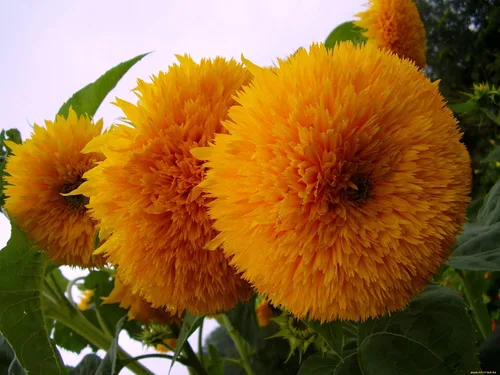 Miniatura 4 de Semillas Oso De Peluche Girasol Enano Ornamental Flores Anuales