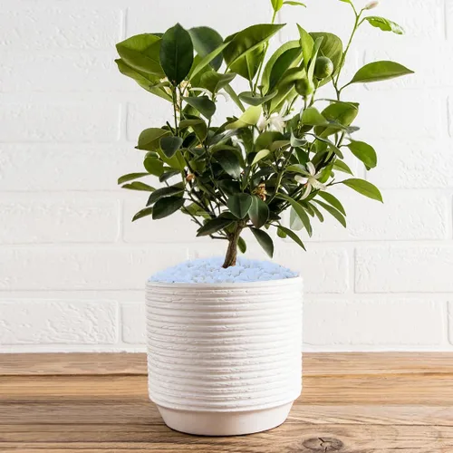 Miniatura 5 de YISZM Grava para suculentas y cactus de 10 libras, guijarros pulidos decorativos naturales blancos de 1/5 pulgadas para paisajismo, rocas de río