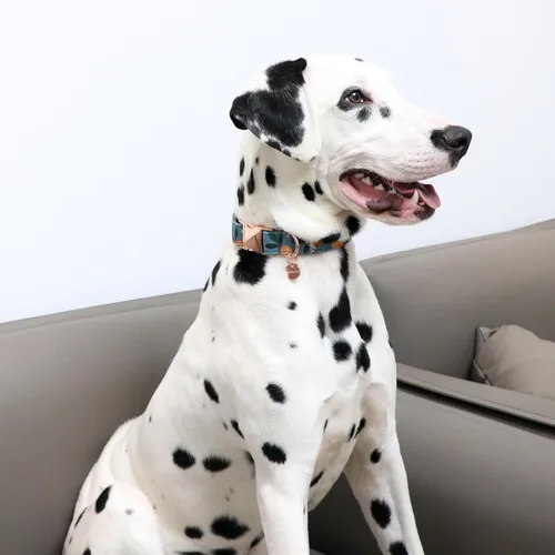 Miniatura 4 de Peach - Collar de algodón de verano para perro con hebilla de metal, collar de regalo para niñas o niños pequeños, medianos y grandes, lindos