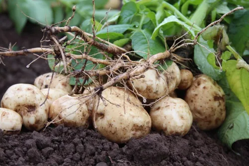 Semillas de jícama (variedad tailandesa), paquete de 25 semillas, una variedad asiática de jícama. Estas son semillas para plantar y cultivar en el