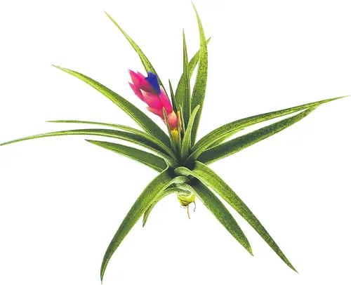 Miniatura 5 de Plantas de aire – Tillandsia Aeranthos florecientes, grandes 3-5 pulgadas – 1 unidad – Llegada viva garantizada – Plantas