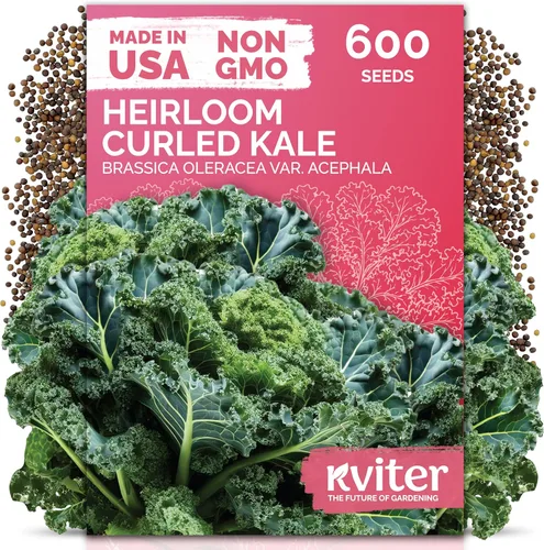 Miniatura 32 de KVITER 325 semillas de tomates gigantes (Solanum lycopersicum) – Filete de ternera paquetes de semillas de tomate – Tomates tradicionales – Semillas