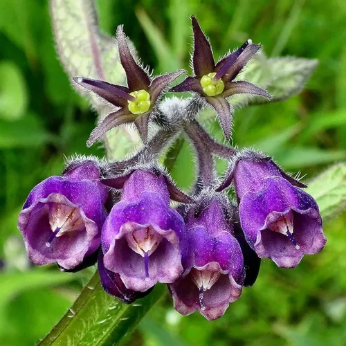 Miniatura 4 de 100 semillas de consuelda Symphytum Officinale - Semillas de consuelda perenne Symphytum Officinale sin OMG