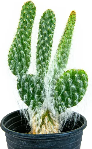 Cactus Outlet - Plantas de cactus de tuna blanca nieve vivas - Plantas de cactus vivas - Cactus blanco nieve - Planta de tuna viva - Plantas de