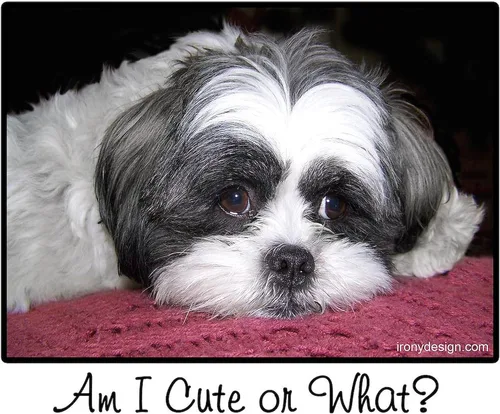Miniatura 3 de CafePress Cute Shih Tzu Dog Mugs - Taza de café de cerámica de 11 oz (11.0 fl oz)