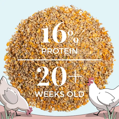 Miniatura 8 de Mile Four Alimento orgánico para pollo: capa de grano entero, sin OMG, cultivado en EE. UU., 16% de proteínas, sin maíz, sin soja, alimento