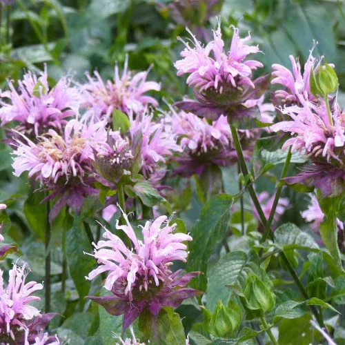 Miniatura 7 de Outsidepride Semillas silvestres de bergamota – 1000 piezas de semillas perennes, fáciles de cultivar y aptas para polinizadores Monarda Fistulosa