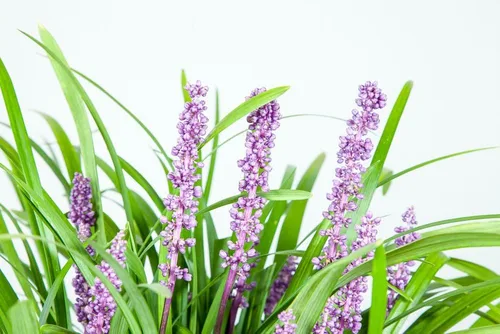 Miniatura 5 de Royal Purple LIRIOPE - Tamaño: 1 galón, planta viva, incluye fertilizante de mezcla especial y guía de plantación