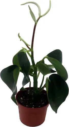 Miniatura 2 de Planta de dinero chino Raindrop - Peperomia polybotrya - Maceta de 2.5