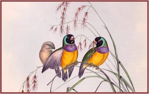 Miniatura 20 de Canguros australianos John Gould Counted Patrón de punto de cruz