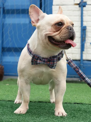 Miniatura 5 de Lionet Paws Collar para perro y gato con corbata de moño, hebilla de plástico ajustable, collar de cuadrícula para perros pequeños, medianos