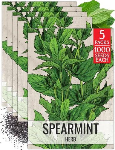 Miniatura 10 de Seed Needs, Semillas de menta – 1000 semillas tradicionales para plantar Mentha piperita – Hierba medicinal/culinaria, sin OMG y sin tratar – Ideal