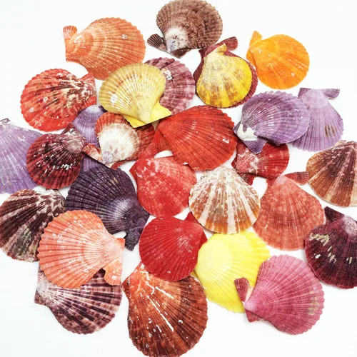 Miniatura 17 de Conchas marinas Pepperlonely, vieiras de diferentes tamaños
