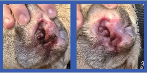Miniatura 3 de Squishface Toallitas individuales para aliviar las orejas de perro, ingredientes no alérgicos y fórmula que reduce la irritación, limpia