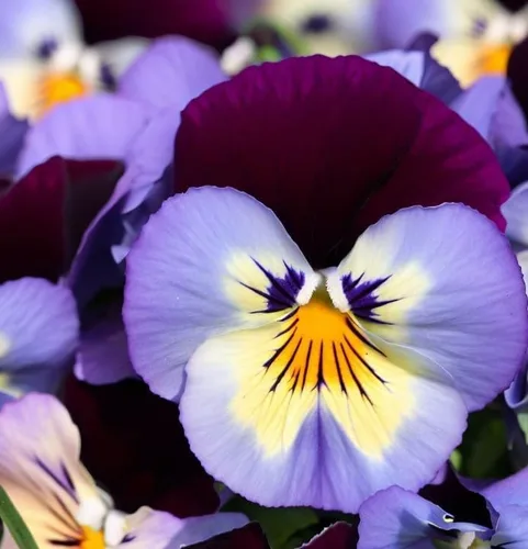 Miniatura 5 de Viola wittrockiana 'Swiss Giants' (Pansy, Mixed) Semillas de flores, grandes, flores vistosas, aspecto distintivo, altamente atractivo