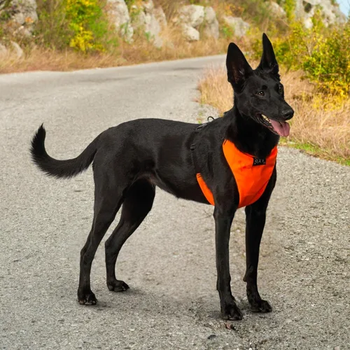 Miniatura 8 de YAP Techno® - Arnés para perro sin tirones, ajustable en 4 direcciones, arnés de chaleco para perro con control de temperatura, arnés para perro sin
