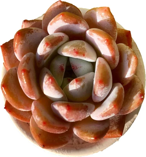 Miniatura 18 de Plantas suculentas vivas, Echeveria Onslow variegada de 3.2 pulgadas, Plantas de interior mini, Planta viva de raíz desnuda sin tierra, Plantas