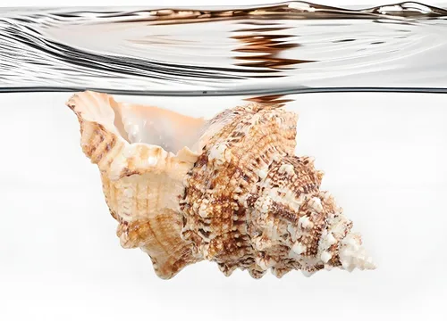 Miniatura 3 de Concha de concha natural gigante, concha de rana de 7 a 8 pulgadas, concha de mar grande para relleno de jarrón, plantas de aire, decoración