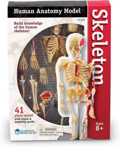Miniatura 2 de Learning Resources Modelo de esqueleto, imprescindible para el aula de ciencias, elementos esenciales para estudiantes STEM, anatomía de práctica
