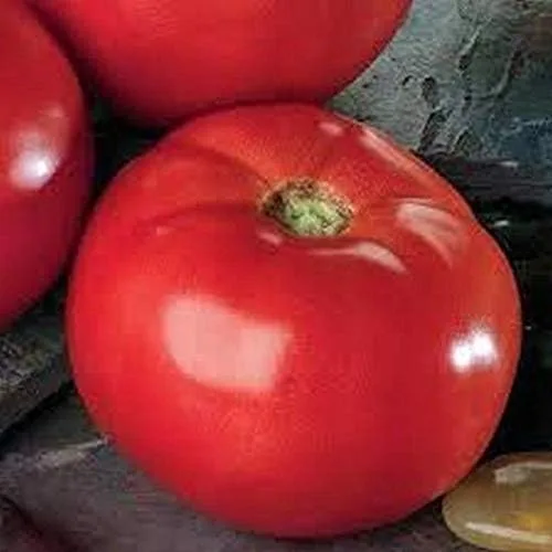 Miniatura 3 de Semillas de tomate híbridas Bella Rosa - Un buen equilibrio de ácido y azúcar. (25 - Semillas)