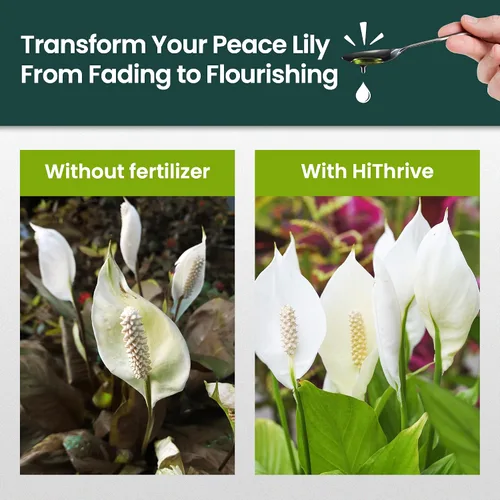 Miniatura 3 de Fertilizante líquido para plantas de lirio de la paz de 16oz - Produce 96 galones de fertilizante para lirio de la paz - Alimento líquido rico