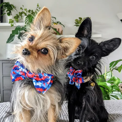 Miniatura 8 de Huxley & Kent Pajarita para mascotas para perros y gatos – 4 de julio ajustable con gancho y lazo accesorio – Lindo y cómodo para vacaciones