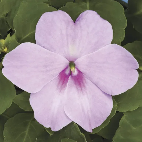 Miniatura 7 de Outsidepride 200 Semillas Impatiens Plant Lavender Shade Garden Flower Seeds para plantar