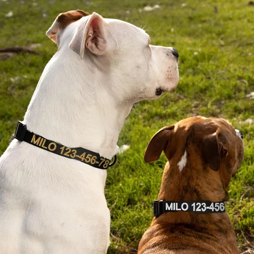 Miniatura 8 de Pawtitas Collar personalizado para perro, collar de perro pequeño, bordado con nombre, número de teléfono, collar de cachorro, collar ajustable