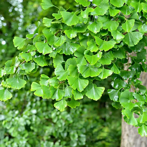 Miniatura 4 de Perfect Plants Árbol de Ginkgo de 5 galones Árbol vivo para paisajismo Árbol de sombra y colores otoñales