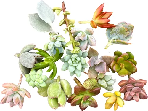 Miniatura 2 de 10 mini esquejes de suculentas vivas surtidos, no hay 2 suculentas iguales, ideales para terrarios, mini jardines y como plantas de inicio. Plantas