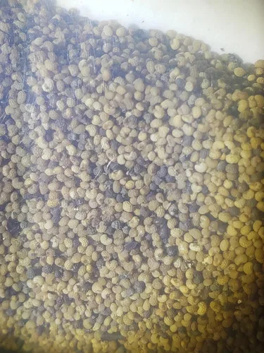 Miniatura 2 de Nube Blanca Rara Pom Pom Semillas de Amapola Orgánica 0.04 oz 3500 Semillas Papaver Somniferum