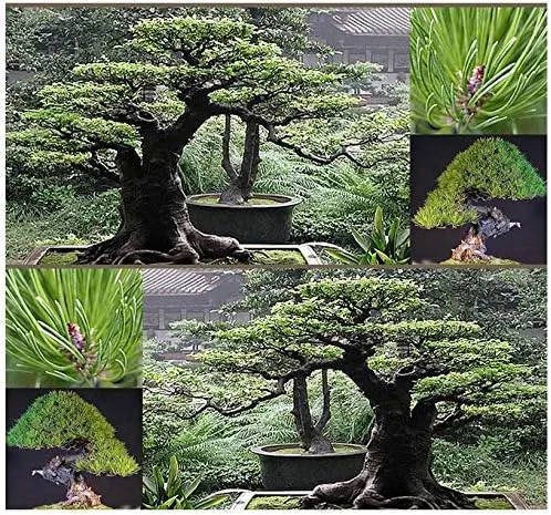 Miniatura 4 de Semillas para árbol de pino sin transgénicos de MySeeds.Co