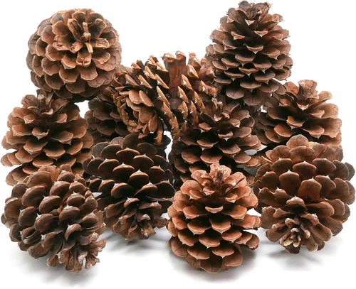 Miniatura 2 de Review Outdoor Gear 5, 8, 10 o 12 ponderosas decorativas de 3 a 3.5 pulgadas, conos de pino sin aroma, decoración del hogar, para otoño e invierno