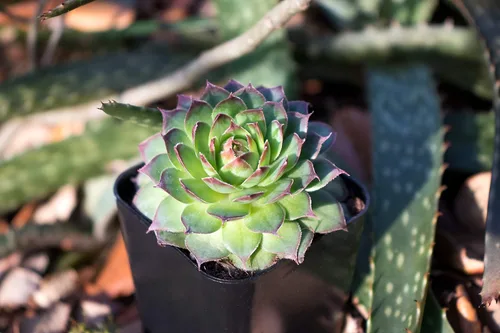 Miniatura 7 de Plantas suculentas 20 suculentas Sempervivum Enraizadas en macetas con tierra Plantas de interior reales Regalos o decoración de habitación