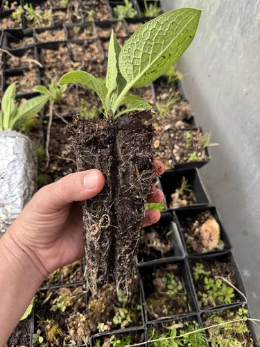 Miniatura 2 de Planta de consuelda rusa orgánica viva – Bocking 14 Cultivar – Paquete de 2 – Establecido y enraizado – Macetas de 3 pulgadas – Perenne de rápido