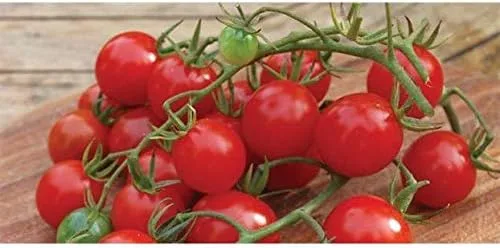 Miniatura 2 de Semillas de tomate Hybrid F1 Christmas Grapes - altos rendimientos de ½ a ¾ oz uva roja (50 - Semillas)