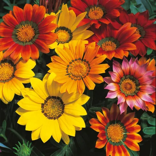Miniatura 4 de Más de 350 semillas de Gazania para plantar plantas tolerantes al calor y a la sequía para jardín Gazania Flower Ground Cover Plantas para el hogar