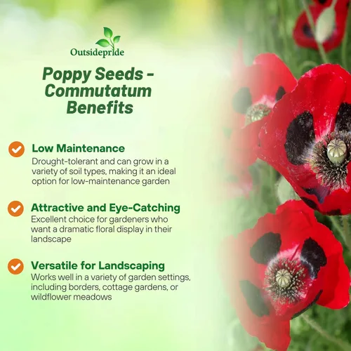 Miniatura 3 de Outsidepride Lady Bird - Semillas de amapola – 10000 piezas anuales, compactas, fáciles de cultivar y de bajo mantenimiento con flores rojas
