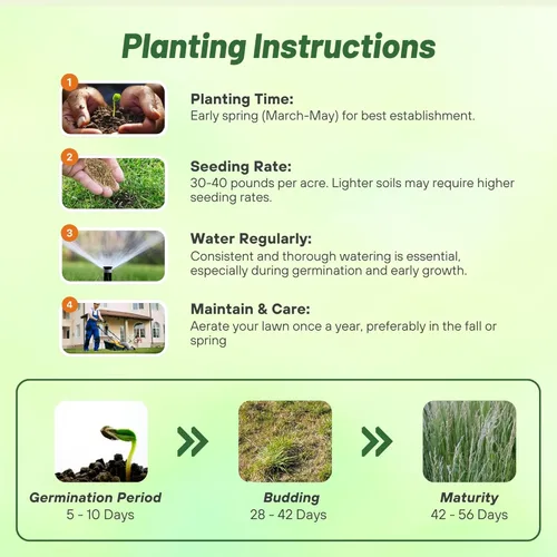 Miniatura 4 de Outsidepride Semillas de riegrass perenne, 50 libras, resistentes y de crecimiento rápido, cubren semillas de cultivo para plantar hojas de hierba