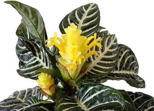Miniatura 3 de jm bamboo -Planta de cebra - Aphelandra - Planta de interior exótica e inusual - Maceta de 5