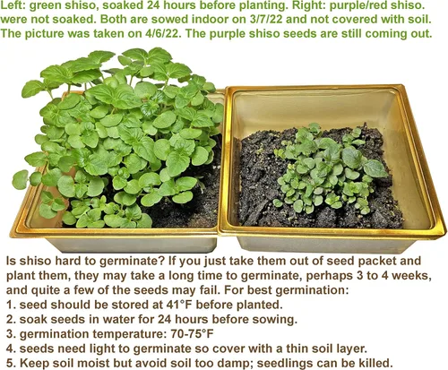 Miniatura 3 de 2026 EarlyBird-200 Semillas de perilla, semillas sin OMG para brotar, semillas de vegetales tradicionales para plantar. Grandes semillas