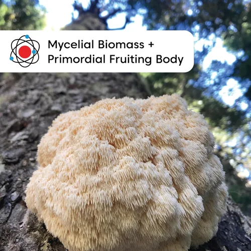 Miniatura 4 de Wilderness Poets, Polvo orgánico de hongos melena de leones, cultivado en California, tamaño a granel (16 onzas - 1 libra)