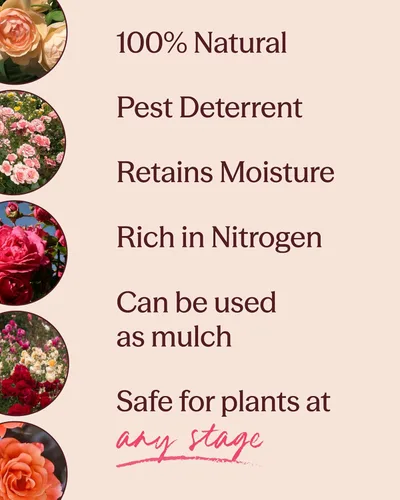 Miniatura 3 de Heirloom Roses Compost de menta, 100% natural, enmienda superior del suelo para plantar rosas, rico en micronutrientes y nitrógeno para verduras