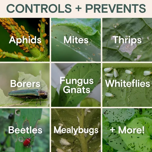 Miniatura 3 de Concentrado Líquido Insecticida Orgánico – Spray para Plantas de Interior y Exterior – Controla Mosquitos de Hongos, Pulgones, Moscas Blancas