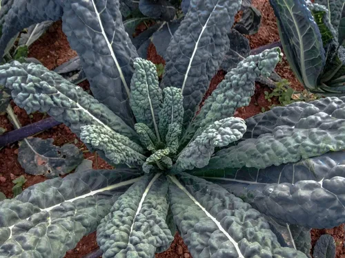 1000 semillas de col rizada lacinato toscana negra para plantar, también conocido como dinosaurio Kale Heirloom no OGM, 3.5+ gramos de supervivencia